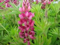 Lupinus Gallery Red - 9cm pot