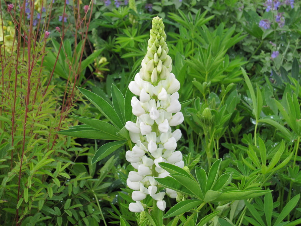 Lupinus 'Gallery White' - 9cm pot