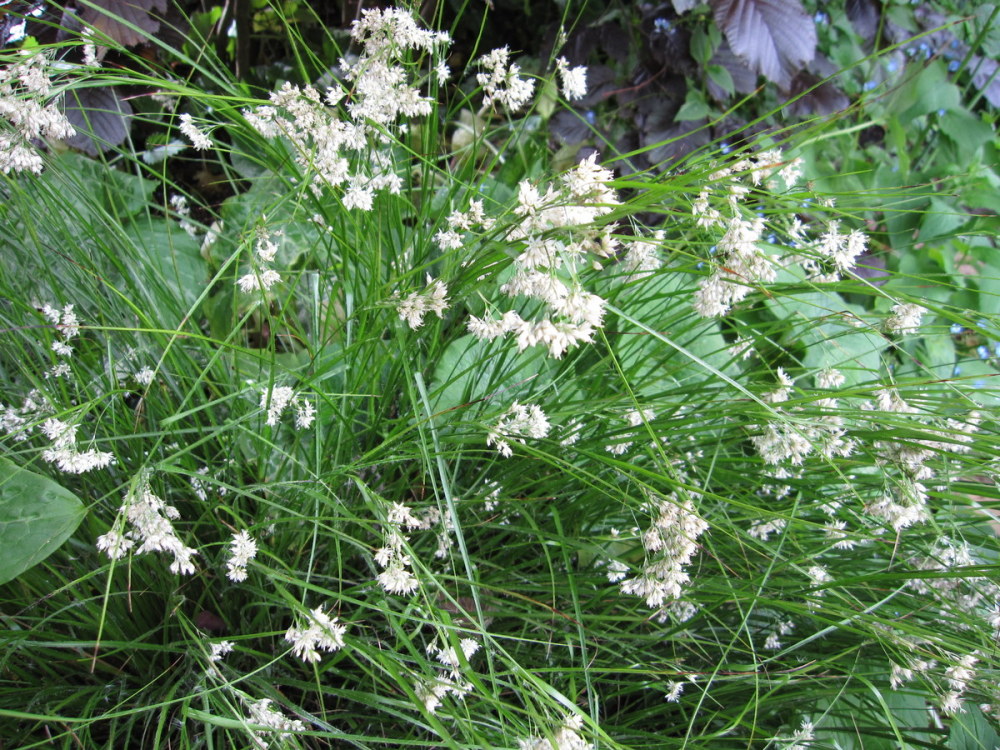 Luzula nivea - 9cm pot