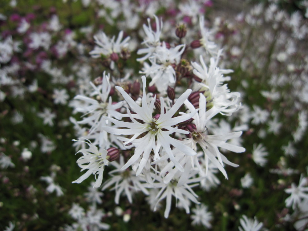 Lychnis flos-cuculi 'White Robin' - 9cm pot