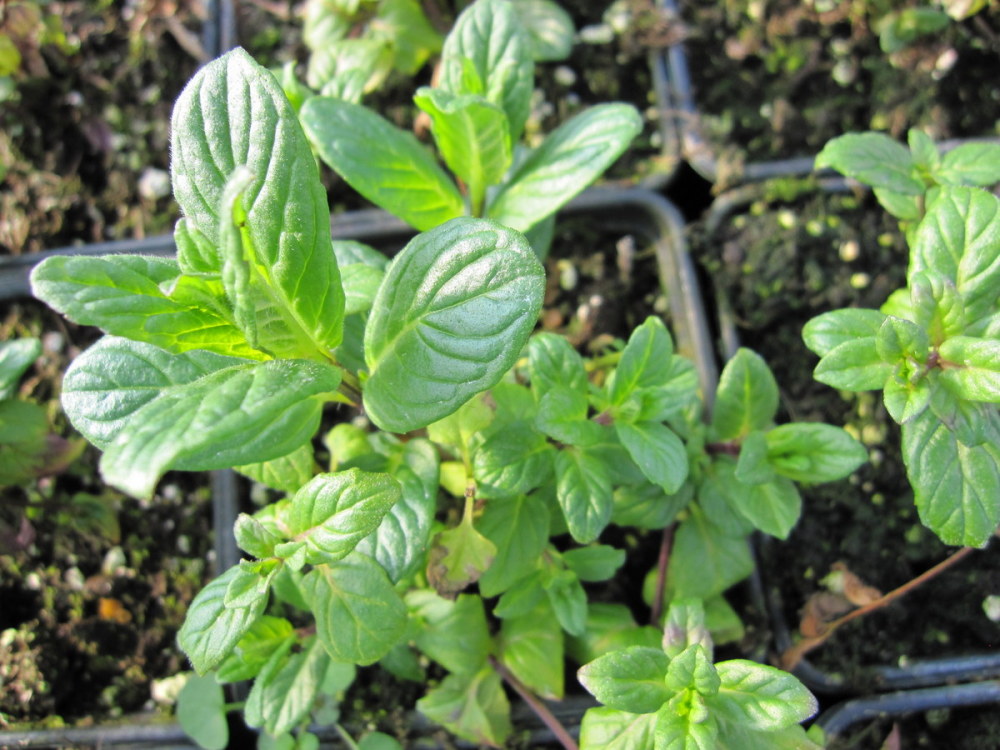 Mint, Garden - 9cm pot