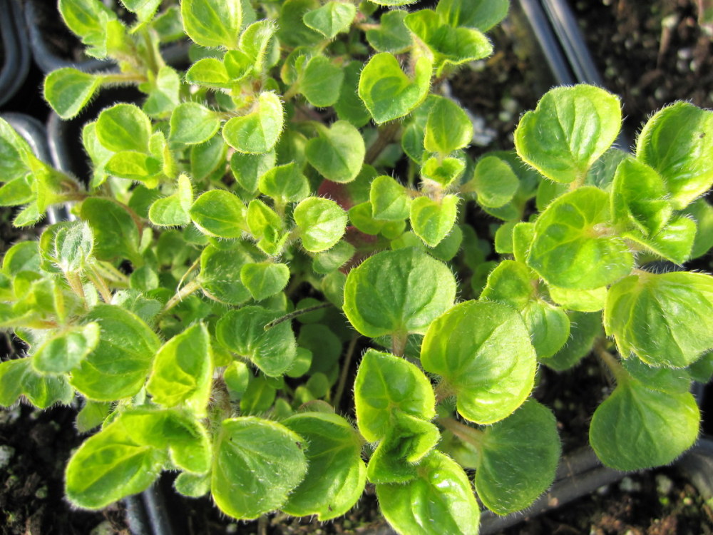 Marjoram, Golden - 9cm pot