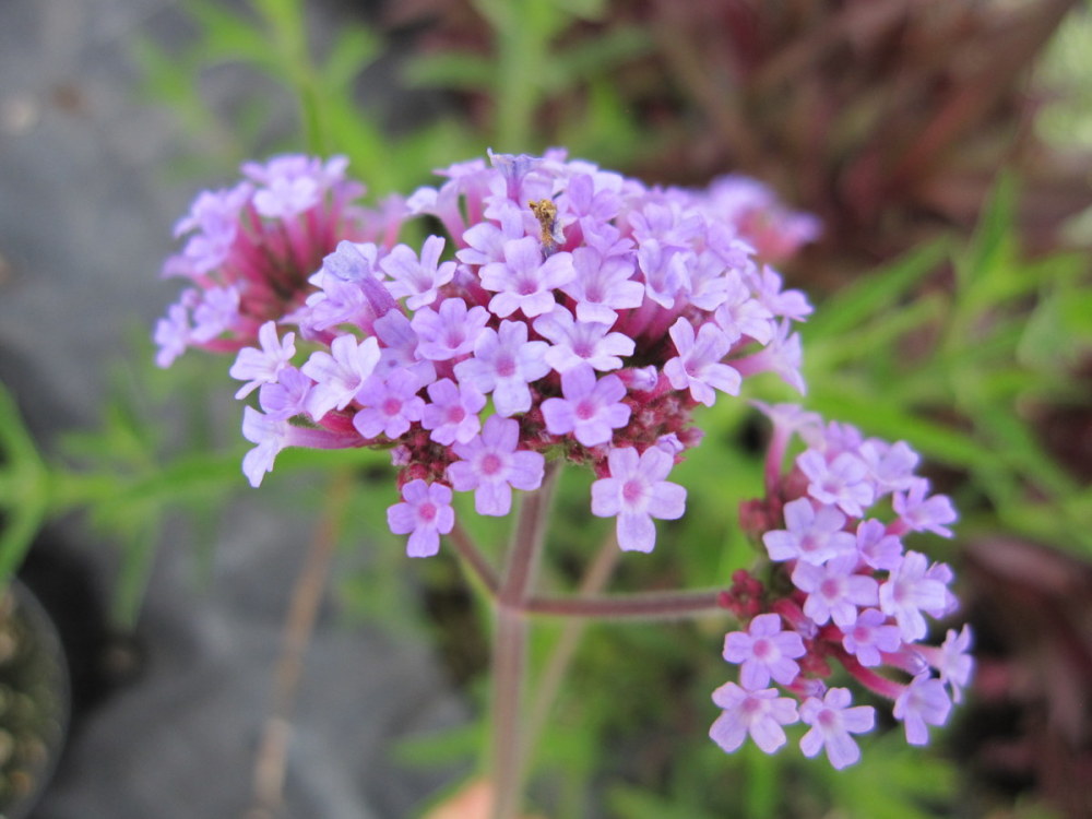 Verbena bonariensis - 2 litre pot