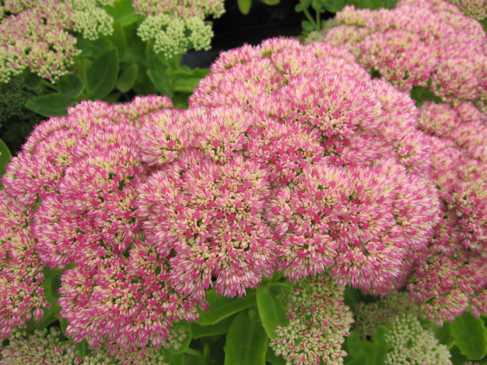 Sedum 'Herbstfreude' (Autumn Joy) - 2 litre pot