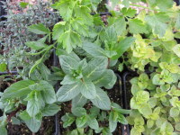 Herb Collection 9cm - 5 plants
