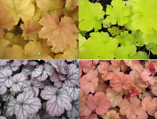 9cm Heuchera Collection - 3 plants