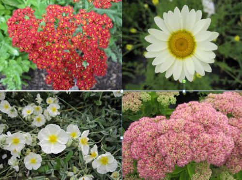 9cm Hot & Dry Collection - 5 plants