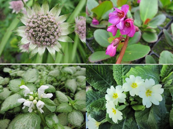 9cm Moist Shade Collection - 5 plants