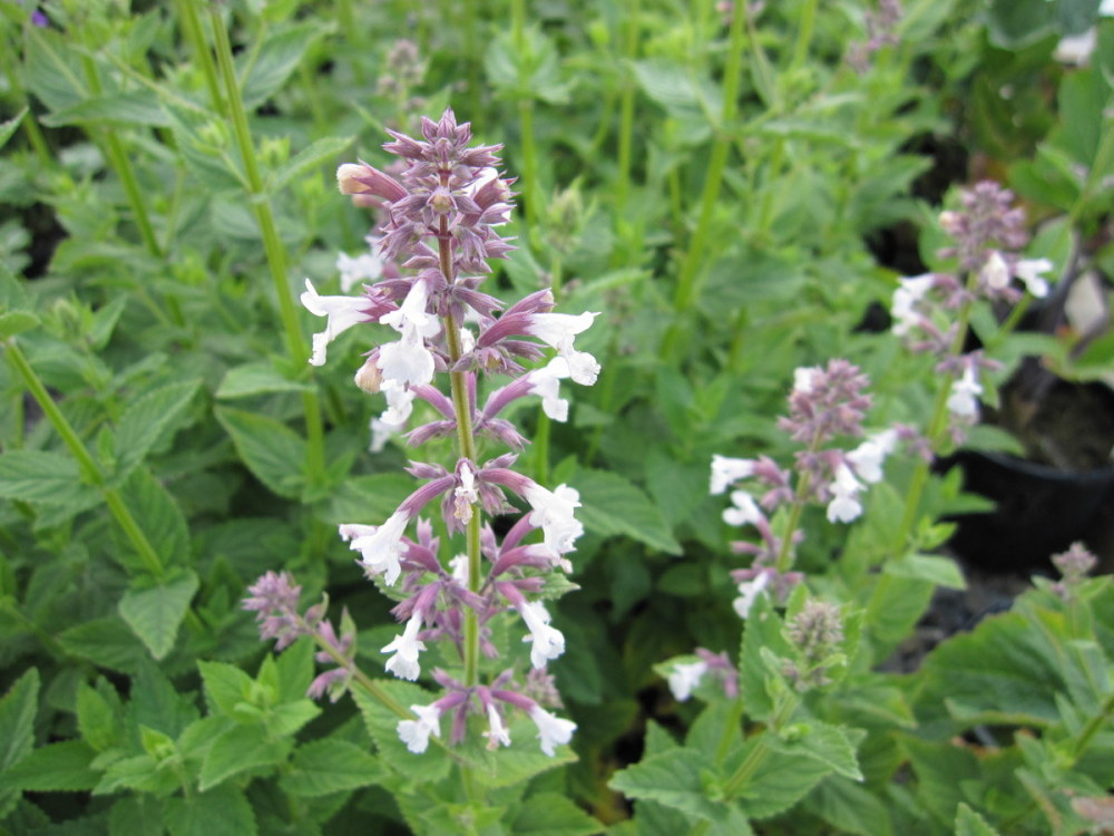 Nepeta grandiflora 'Dawn to Dusk' - 9cm pot