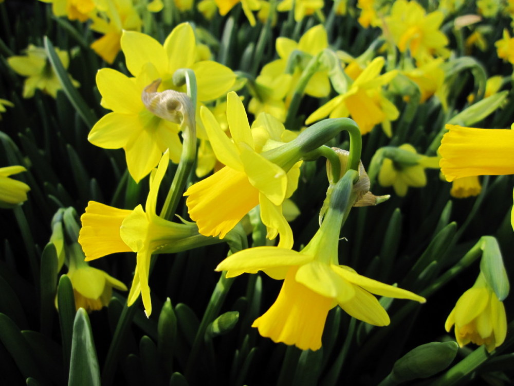 Narcissus 'Tête-à-Tête' - 9cm pot