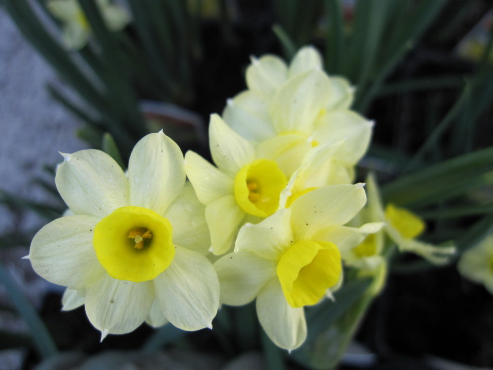 Narcissus 'Minnow' - 9cm pot