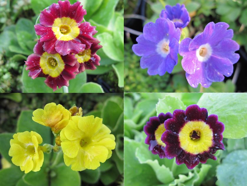 Primula auricula - 9cm pot