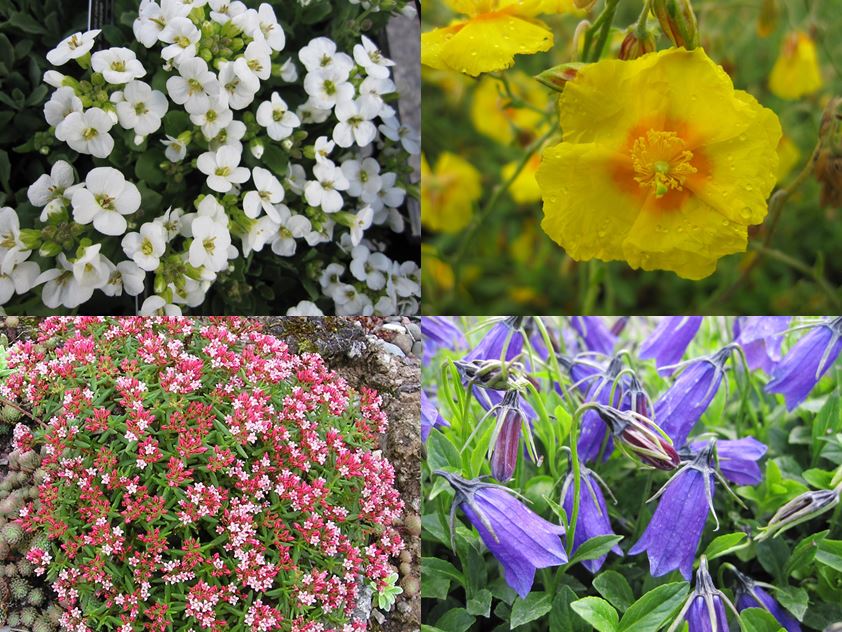 9cm Alpine Collection - 5 plants