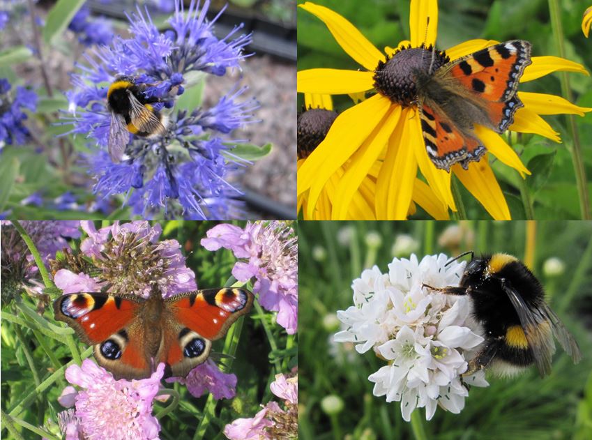 9cm Bee & Butterfly Collection - 5 plants