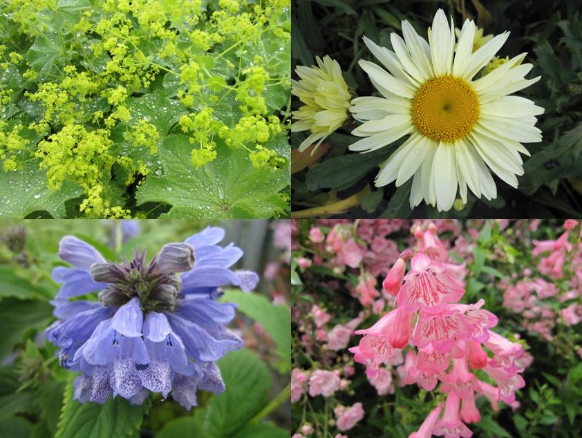Herbaceous Perennial Collection 9cm 5 Plants