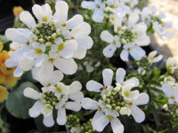 Iberis sempervirens Appen Etz - 9cm pot