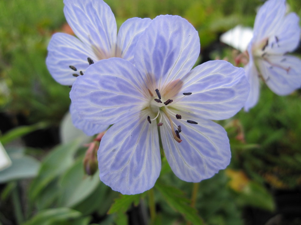 Geranium pratense 'Mrs Kendall Clark' - 2 litre pot