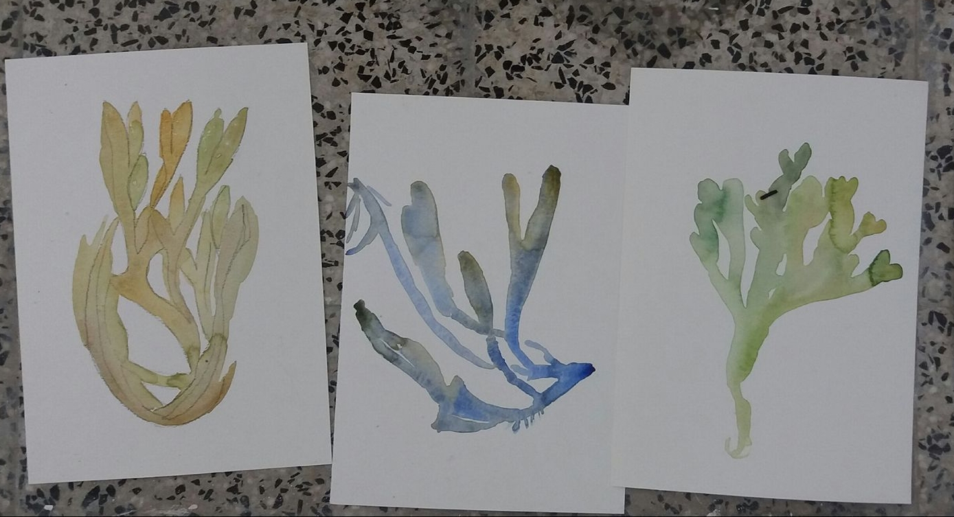 watercolour seaweed