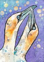Gannets & Bubbles - Med/Large Print