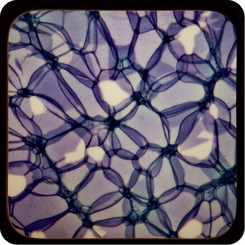 <!-- 00225 -->ROSE STEM SECTION PLANT CELL COASTER (C16)