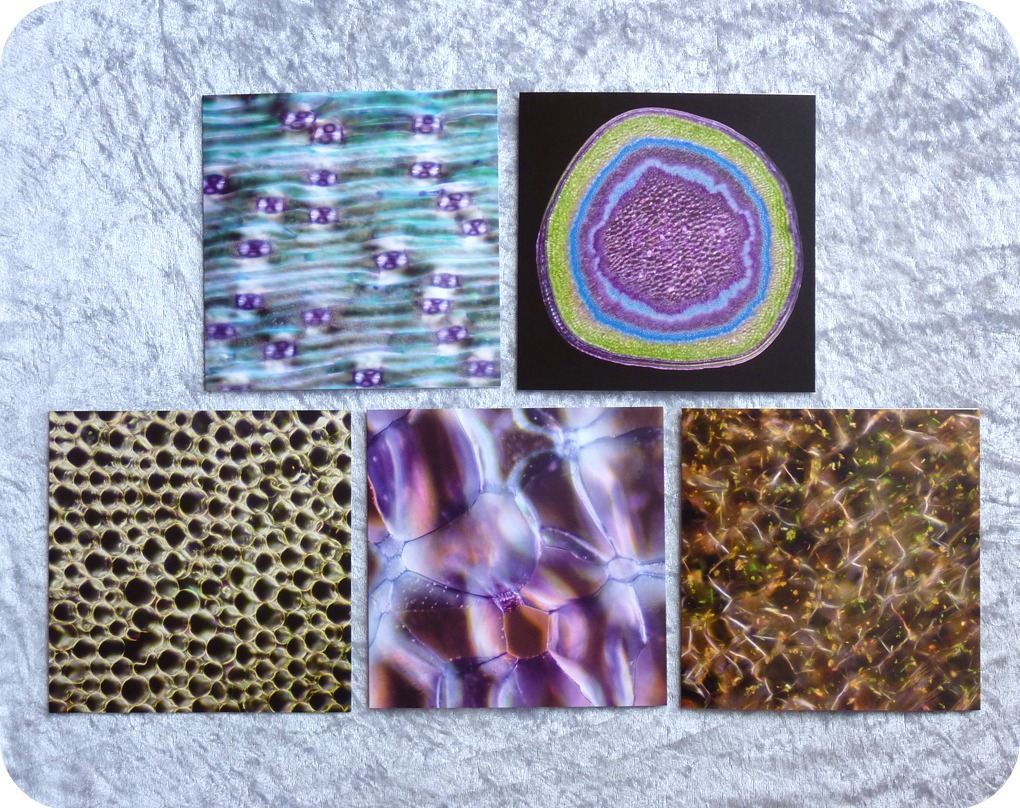 <!-- 00006 -->Five botany greetings cards - plant sample microscope image c