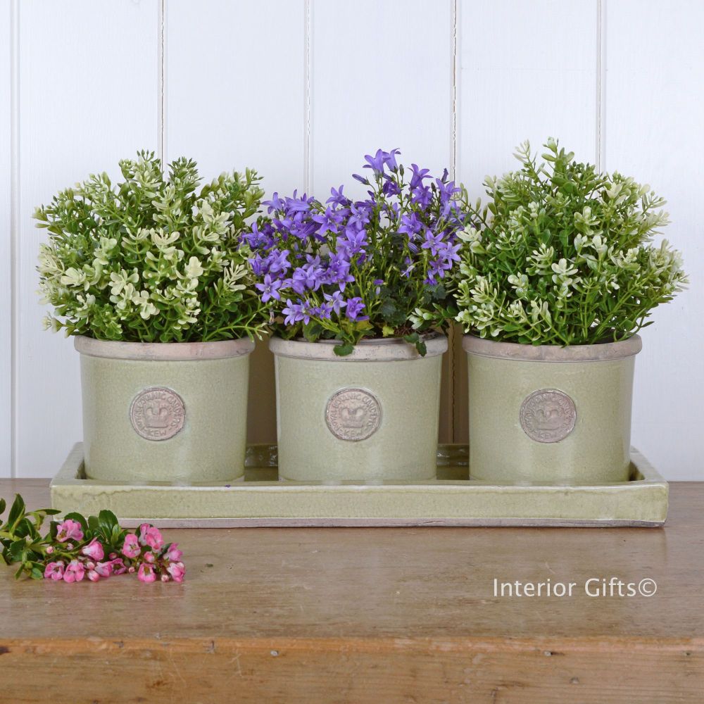 Kew Garden Set of Three Herb Pots & Tray - Royal Botanic Gardens - Grape Gr