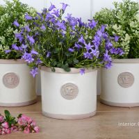 Kew Round Herb / Flower Single Pot - Royal Botanic Gardens - Ivory Cream