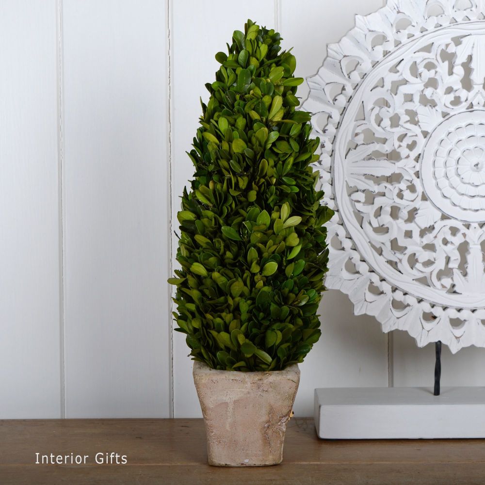 Preserved Boxwood Topiary Cone / Tree with Pot - 40 cm