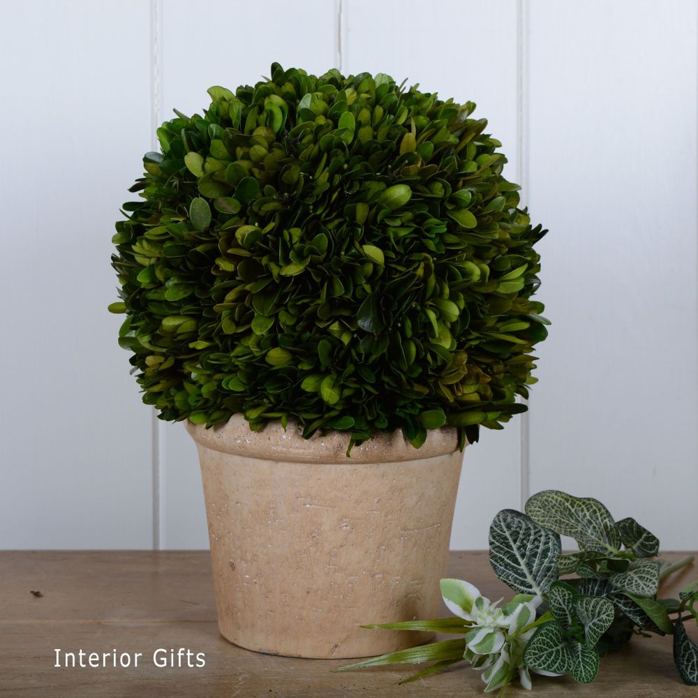 Preserved Boxwood Topiary Ball / Tree with Pot - 30 cm