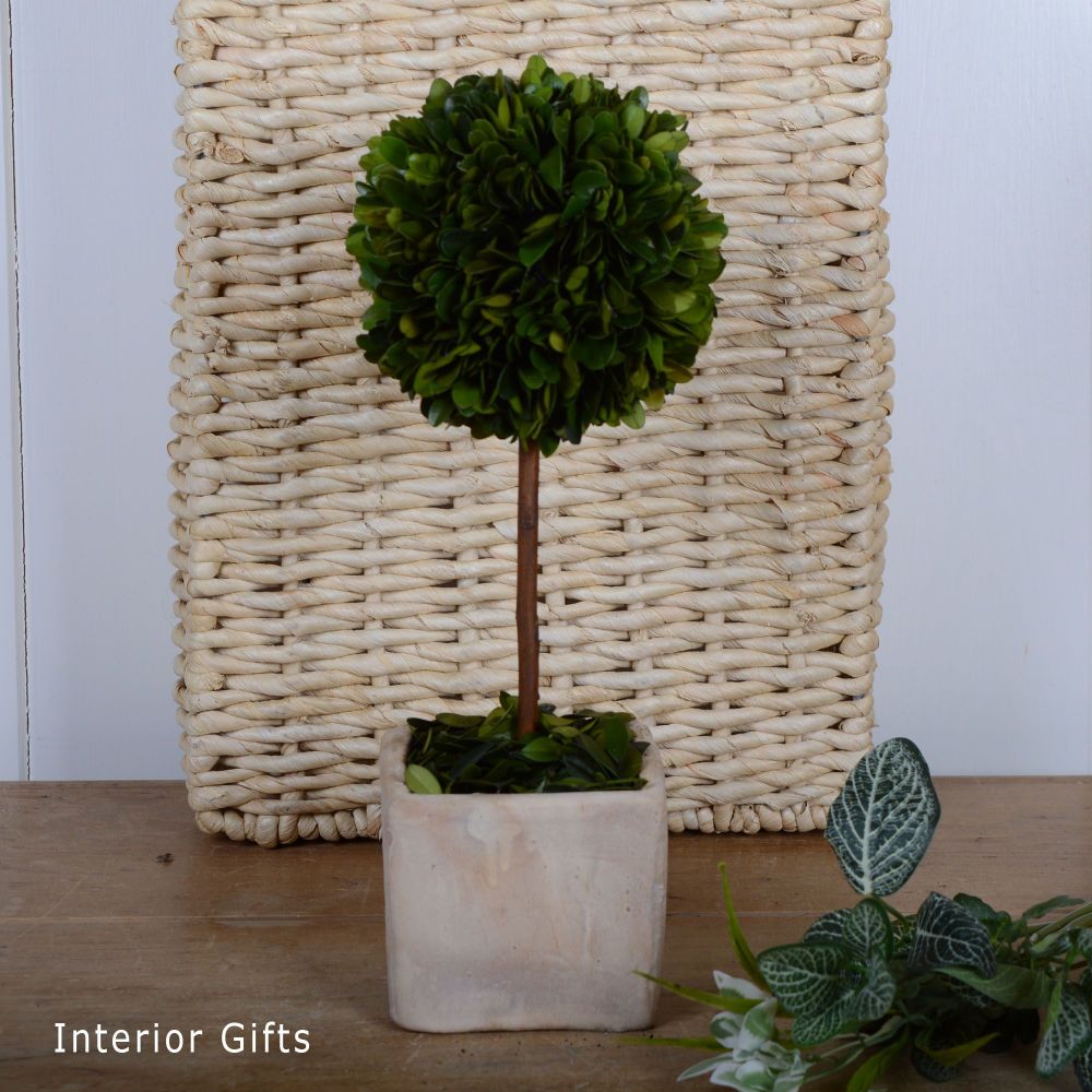 Preserved Boxwood Sculpted Topiary Tree with Pot - 32 cm