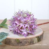 Allium Flower Lavender Pink - 56 cm approx