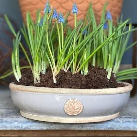 Kew Garden Large Low Bulb Bowl or Dish | Royal Botanic Gardens Pot