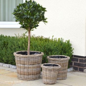 Rattan Wicker Basket Planter / Plant Pot  Round / Woven Rim  - Natural
