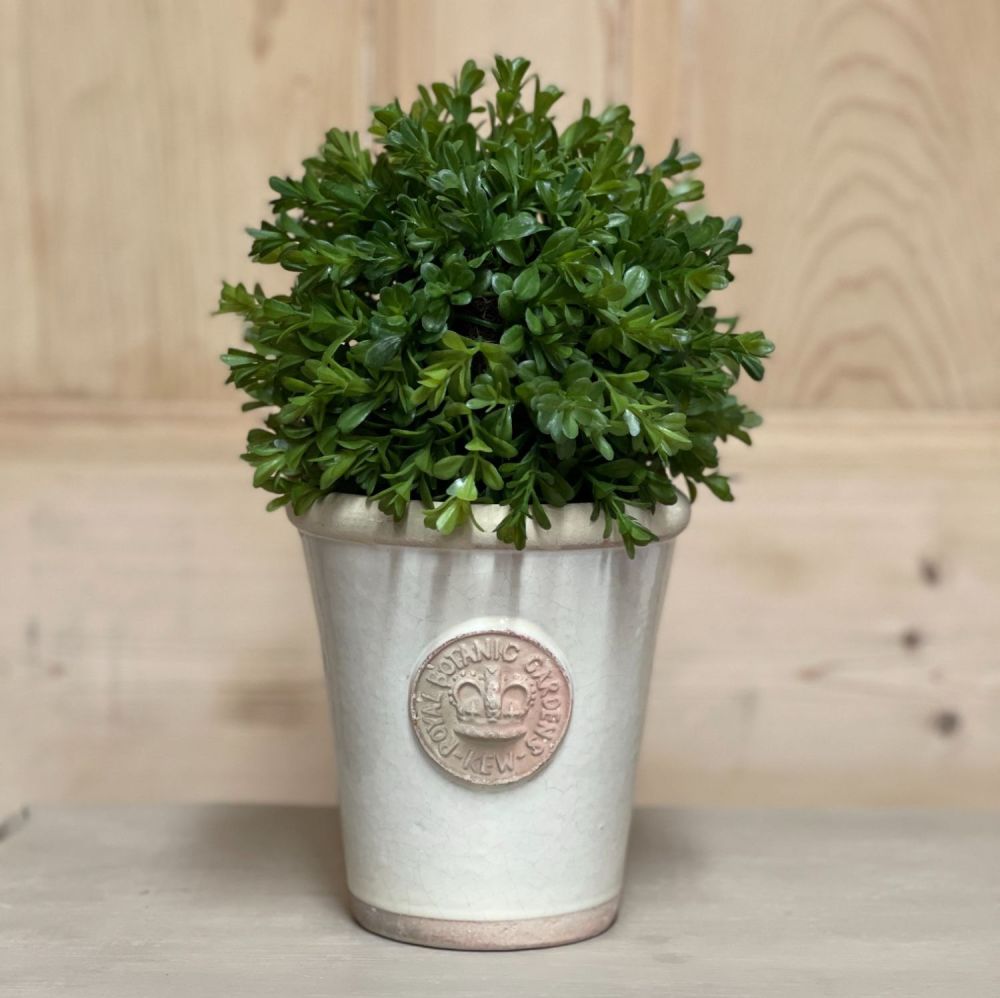 Kew Long Tom Pot in Small complete with Faux Box Ball Plant - Perfect Gift