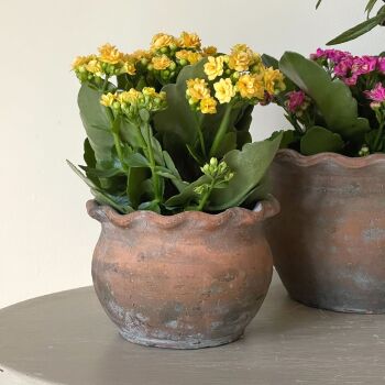 Antiqued Terracotta Style Pie Crust Plant Pot / Planter - 11 cm H