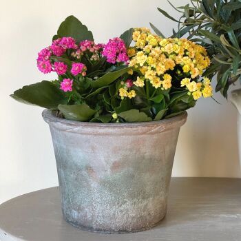 Antiqued Terracotta Style Large Tulip Plant Pot / Planter - 19 cm H