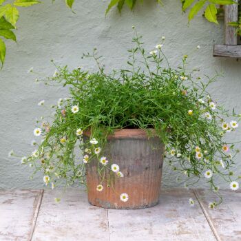 Antiqued Terracotta Redstone Ribbed Plant Pot / Planter - Large