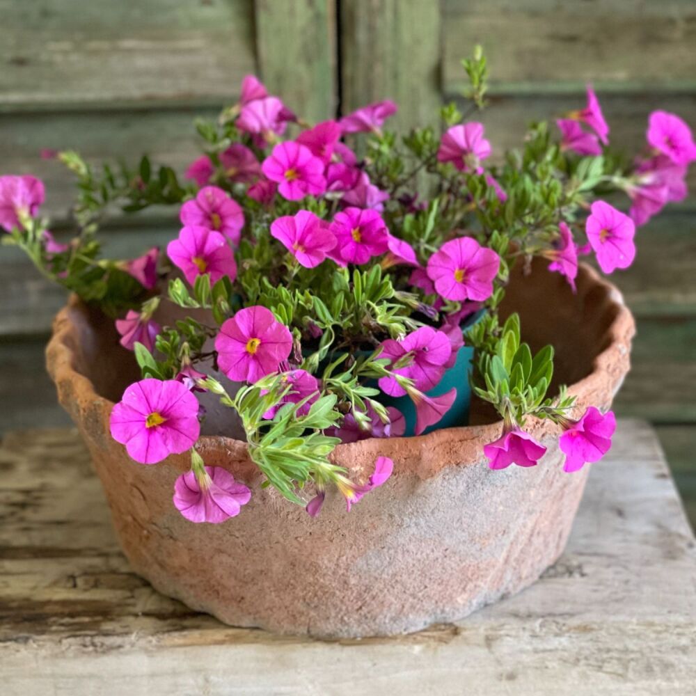 Antiqued Terracotta Redstone Pie Crust Bowl Planter / Plant Pot - Large