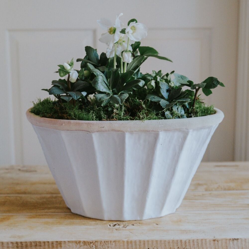 Oval Tapered Carved Planter Bone White - Plant Pot - Large