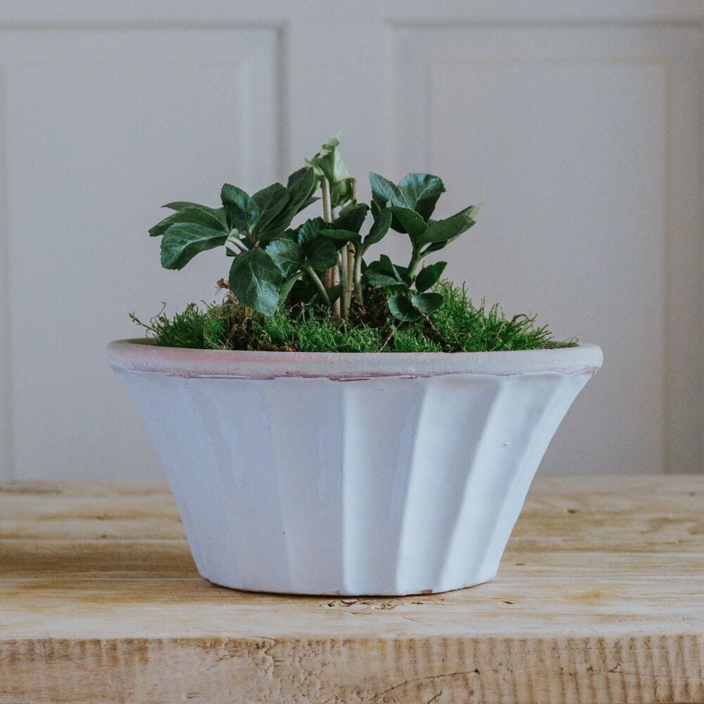 Oval Tapered Carved Planter Bone White - Plant Pot - Small