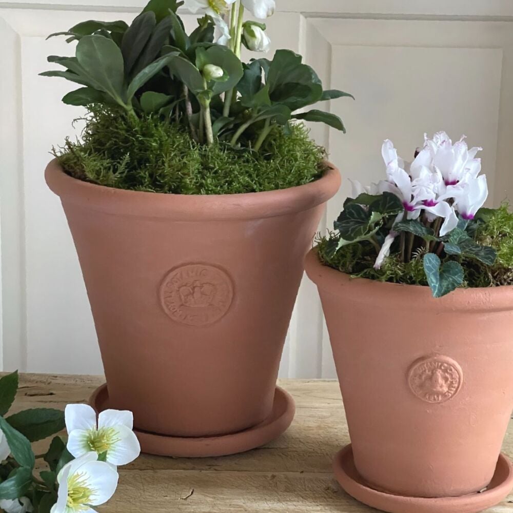 Kew Tapered Chelsea Pot in Natural Terracotta - Royal Botanic Gardens Plant