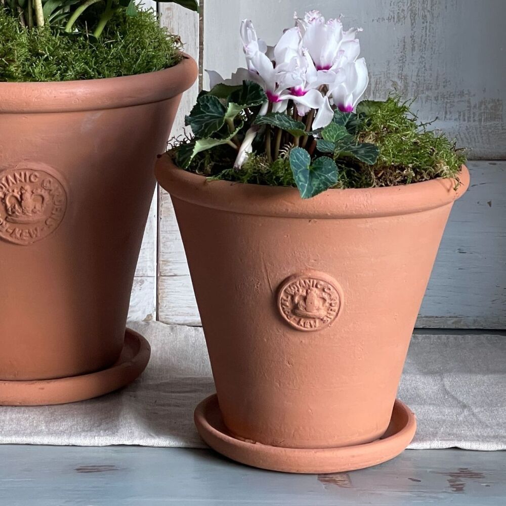 Kew Tapered Chelsea Pot in Natural Terracotta  - Royal Botanic Gardens Plan