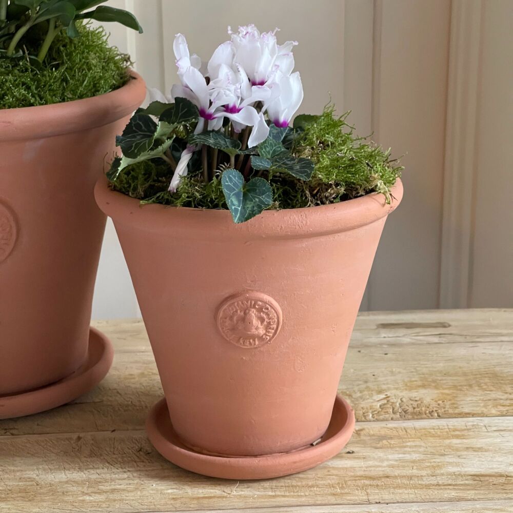 Kew Tapered Chelsea Pot in Natural Terracotta - Royal Botanic Gardens Plant