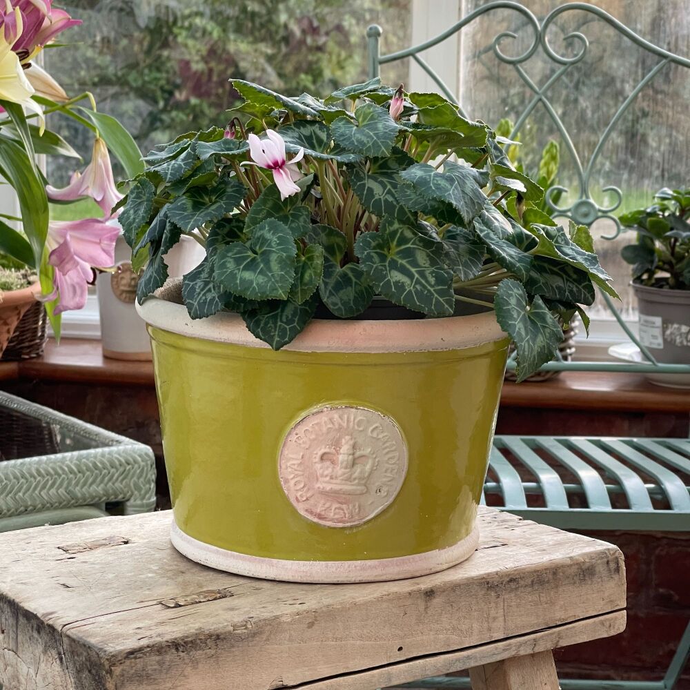 Kew Low Planter Pot Orchard Green - Royal Botanic Gardens Plant Pot - Mediu