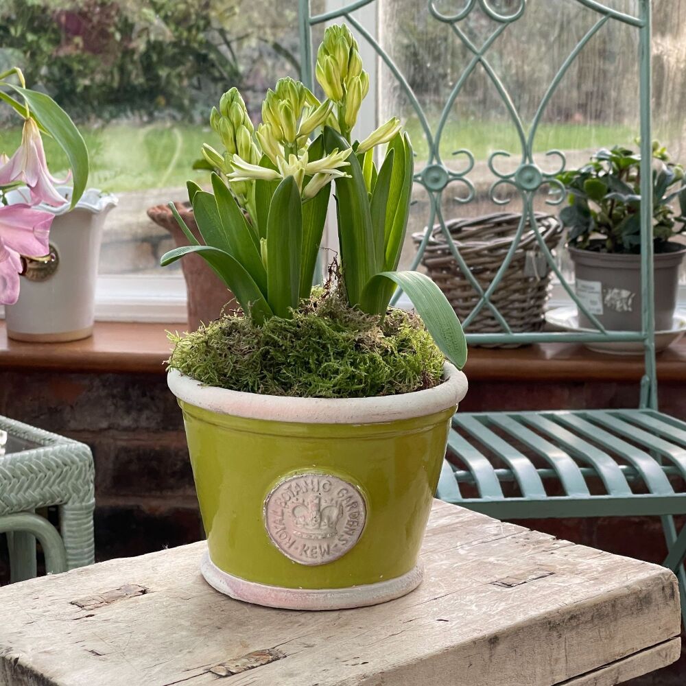 Kew Low Planter Pot Orchard Green - Royal Botanic Gardens Plant Pot - Small