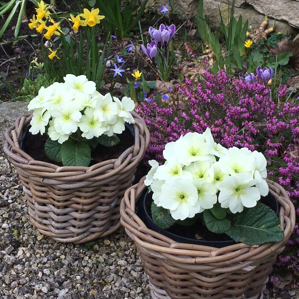 Rattan Wicker Basket Planter / Plant Pot  - Natural - 18.5 cm H