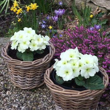 Rattan Wicker Basket Planter / Plant Pot  - Natural - 18.5 cm H