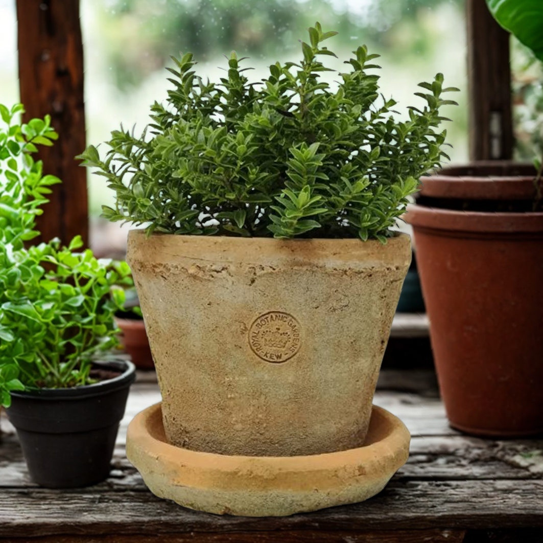 Kew Garden Rustic Antique Terracotta Plant Pot with Saucer - Medium