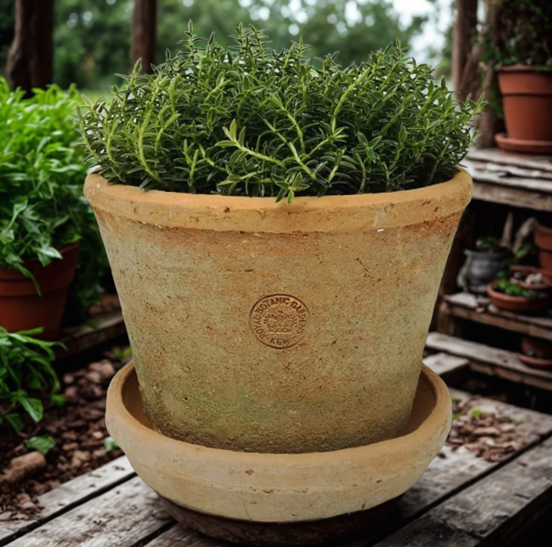 Kew Garden Rustic Antique Terracotta Plant Pot with Saucer - Large