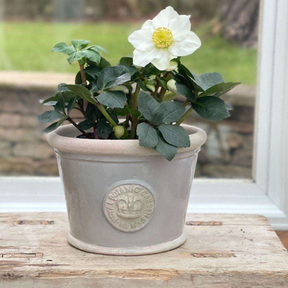 Kew Low Planter Pot Almond - Royal Botanic Gardens Plant Pot - Small